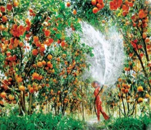 Xoài Hòa An Quýt hồng – Lai Vung Nem – Lai Vung Bánh phồng tôm – Sa Giang Cá linh 2