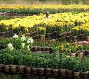 Hoa kiểng – Sađéc Sen – Tháp Mười Du lịch xuồng ba lá 9