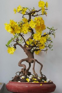 Hình 4 7 Hoa mai bonsai Không chỉ là nơi du lịch vào mùa cận tết trong năm khu du 5