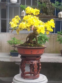 Hình 4 7 Hoa mai bonsai Không chỉ là nơi du lịch vào mùa cận tết trong năm khu du 6