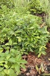 Hình 1 Hoa mai trồng trên chậu Hình 2 Hoa mai được trồng dưới đất Hình 3 1