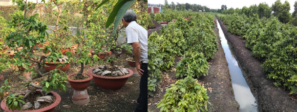 Hình 1 Hoa mai trồng trên chậu Hình 2 Hoa mai được trồng dưới đất Hình 3 2