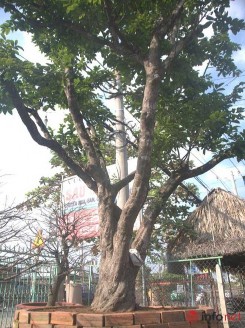 Hình 8 Cây mai có tuổi đời hơn 100 tuổi được định giá là 650 triệu đồng 1