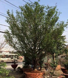 Hình 8 Cây mai có tuổi đời hơn 100 tuổi được định giá là 650 triệu đồng 2