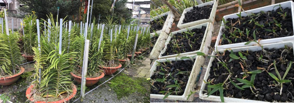 Hình 8 Cây mai có tuổi đời hơn 100 tuổi được định giá là 650 triệu đồng 3