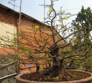 Hình 10 Mai lục bình đã trên 100 năm tuổi trị giá hơn 650 triệu đồng 4