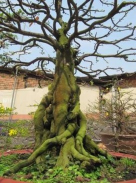 Hình 10 Mai lục bình đã trên 100 năm tuổi trị giá hơn 650 triệu đồng 5