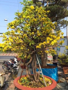 Hình 10 Mai lục bình đã trên 100 năm tuổi trị giá hơn 650 triệu đồng 6