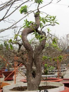 Hình 10 Mai lục bình đã trên 100 năm tuổi trị giá hơn 650 triệu đồng 7