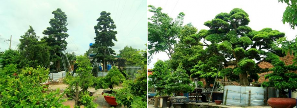 Hình 14 Bốn cây tùng có chiều cao từ 6 9m khoảng 300 năm tuổi xuất xứ 8