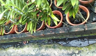 Hình 2 1 Nước rỉ từ tưới tiêu Các hộ nằm cạnh bờ kênh đều lấy nước 1