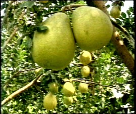 Một góc vườn bưởi Tam Bình Vĩnh Long Vườn chôm chôm tại An Bình Trượt 1