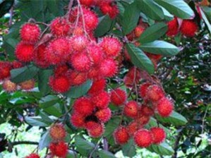 Một góc vườn bưởi Tam Bình Vĩnh Long Vườn chôm chôm tại An Bình Trượt 2