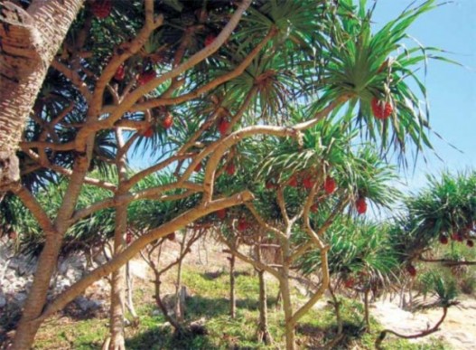 HST dứa dại bên bờ biển Thuận Quý 4