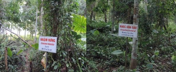 Hình 23 Hình ảnh tên các loài thực vật tại VQG Cát Bà Hình 24 Xe điện xe 7