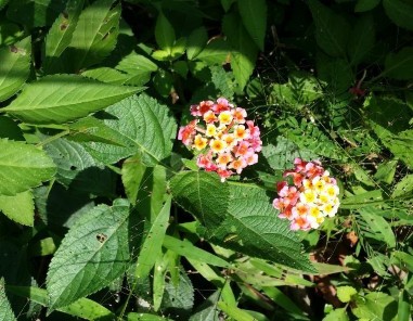 Hình 25 Hoa ngũ sắc xuất hiện rất nhiều tại phần chân VQG đây là một trong 9