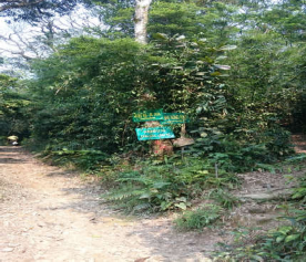 Hình 4 5 Đường vào Rừng Ma Ao dứa Hà 2017 3 Tuyến Trạm Kiểm lâm thị 3