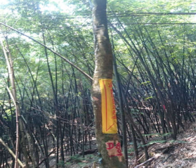 Hình 4 5 Đường vào Rừng Ma Ao dứa Hà 2017 3 Tuyến Trạm Kiểm lâm thị 4