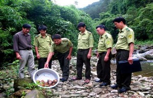 Hình 4 8 Thả rùa núi tang vật vi phạm về với tự nhiên VQG Tam Đảo 2014 b 1