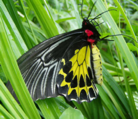 Hình 4 12 Cá cóc Tam Đảo Bướm phượng Nguồn ảnh VQG Tam Đảo 10