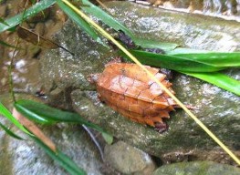 Hình 4 8 Thả rùa núi tang vật vi phạm về với tự nhiên VQG Tam Đảo 2014 b 2