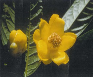 Hình 4 11 Trà hoa vàng Tam Đảo Cây sam bông Nguồn ảnh VQG Tam Đảo 7