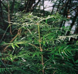 Hình 4 11 Trà hoa vàng Tam Đảo Cây sam bông Nguồn ảnh VQG Tam Đảo 8