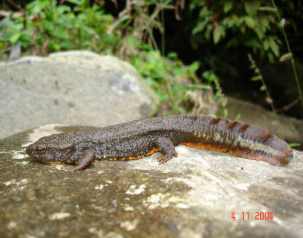 Hình 4 12 Cá cóc Tam Đảo Bướm phượng Nguồn ảnh VQG Tam Đảo 9