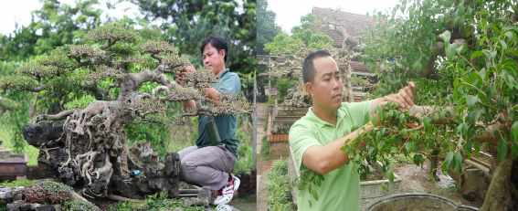 Ảnh 22 23 Các nghệ nhân đang chăm sóc cây cảnh Ảnh 24 Cây cảnh Hồng Vân 13
