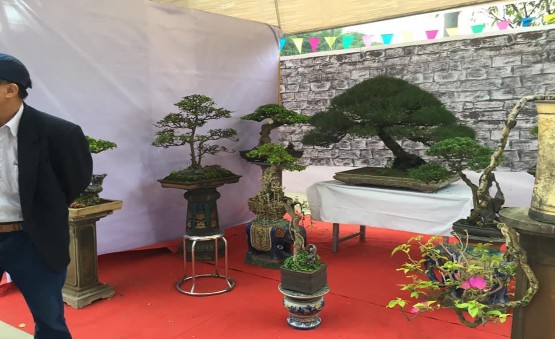 Ảnh 24 Cây cảnh Hồng Vân tham dự Văn hóa du lịch làng nghề huyện Thường 14