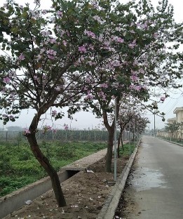 Ảnh 9 Đường hoa ban Ảnh 10 Đường muồng hoàng yến Ảnh 11 Nhà vườn Ngô 3