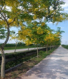 Ảnh 9 Đường hoa ban Ảnh 10 Đường muồng hoàng yến Ảnh 11 Nhà vườn Ngô 4