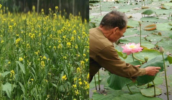 Ảnh 29 30 Cảnh quan trên làng quê Hồng Vân 2