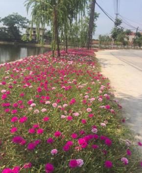 Đường làng quê xã Bắc Lý huyện Hiệp Hòa Làng quê xã Tân Thịnh huyện Lạng 1