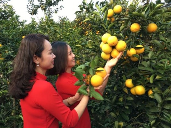 Cam Lục Ngạn trồng theo tiêu chuẩn ViêtGap Bộ trưởng Bộ Nông nghiệp và PTNT 5