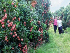 Ảnh 2 25 Vải thiều Lục Ngạn Ảnh 2 26 Sản phẩm mây tre đan 13