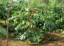 Cây cà phê Robusta – cà phê vối đang được trồng theo mô hình trồng xen canh 15