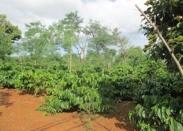 Cây cà phê Robusta – cà phê vối đang được trồng theo mô hình trồng xen canh 16