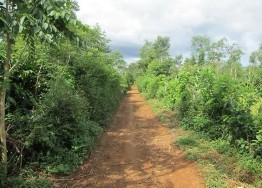 Hình ảnh nông dân đi thu hoạch cà phê Hình ảnh cây cà phê sản vật nông 17