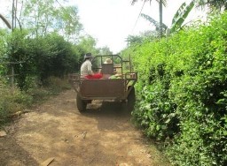 Hình ảnh nông dân đi thu hoạch cà phê Hình ảnh cây cà phê sản vật nông 18