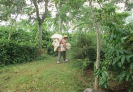 Hình ảnh cây cà phê sản vật nông nghiệp sinh thái nổi tiếng của Đăk Lăk 20