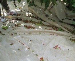 Cà phê rơi rớt trên bạt Nguồn Tác giả ông dân đang tuốt cà phê Phơi cà 21