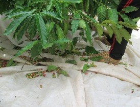 Cà phê rơi rớt trên bạt Nguồn Tác giả ông dân đang tuốt cà phê Phơi cà 22