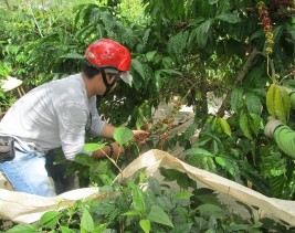 ông dân đang tuốt cà phê Phơi cà phê trên lều bạt ở hộ gia đình Trang động 23