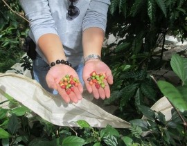 ông dân đang tuốt cà phê Phơi cà phê trên lều bạt ở hộ gia đình Trang động 24