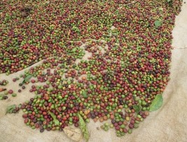 Phơi cà phê trên lều bạt ở hộ gia đình Trang động vật hoang dã Kiên Cường 25