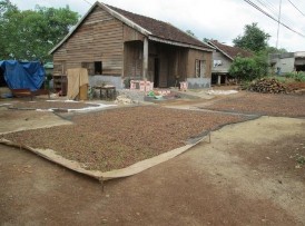 Phơi cà phê trên lều bạt ở hộ gia đình Trang động vật hoang dã Kiên Cường 26