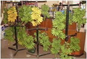 Chuối ngự Ảnh Internet Bánh gai Bà Thi Gạo tám Hải Hậu Bánh Síu páo Ảnh 12