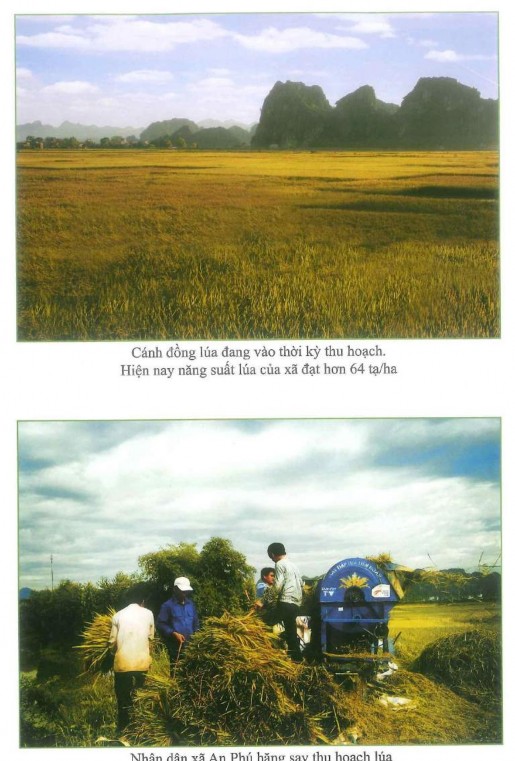 Sản xuất nông nghiệp ở xã An Phú 12 11