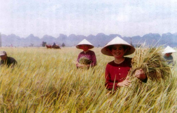 Cánh đồng cao sản ở Xã An Mỹ Chợ Vài thời kỳ đổi mới 8 Sản xuất nông 9